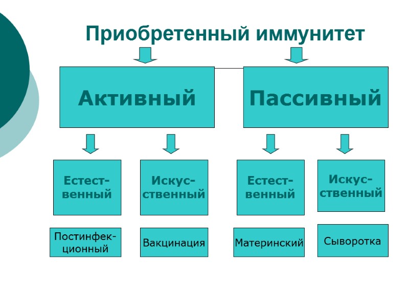 Приобретенный иммунитет Активный Пассивный Естест- венный Искус- ственный Естест- венный Искус- ственный Постинфек- ционный